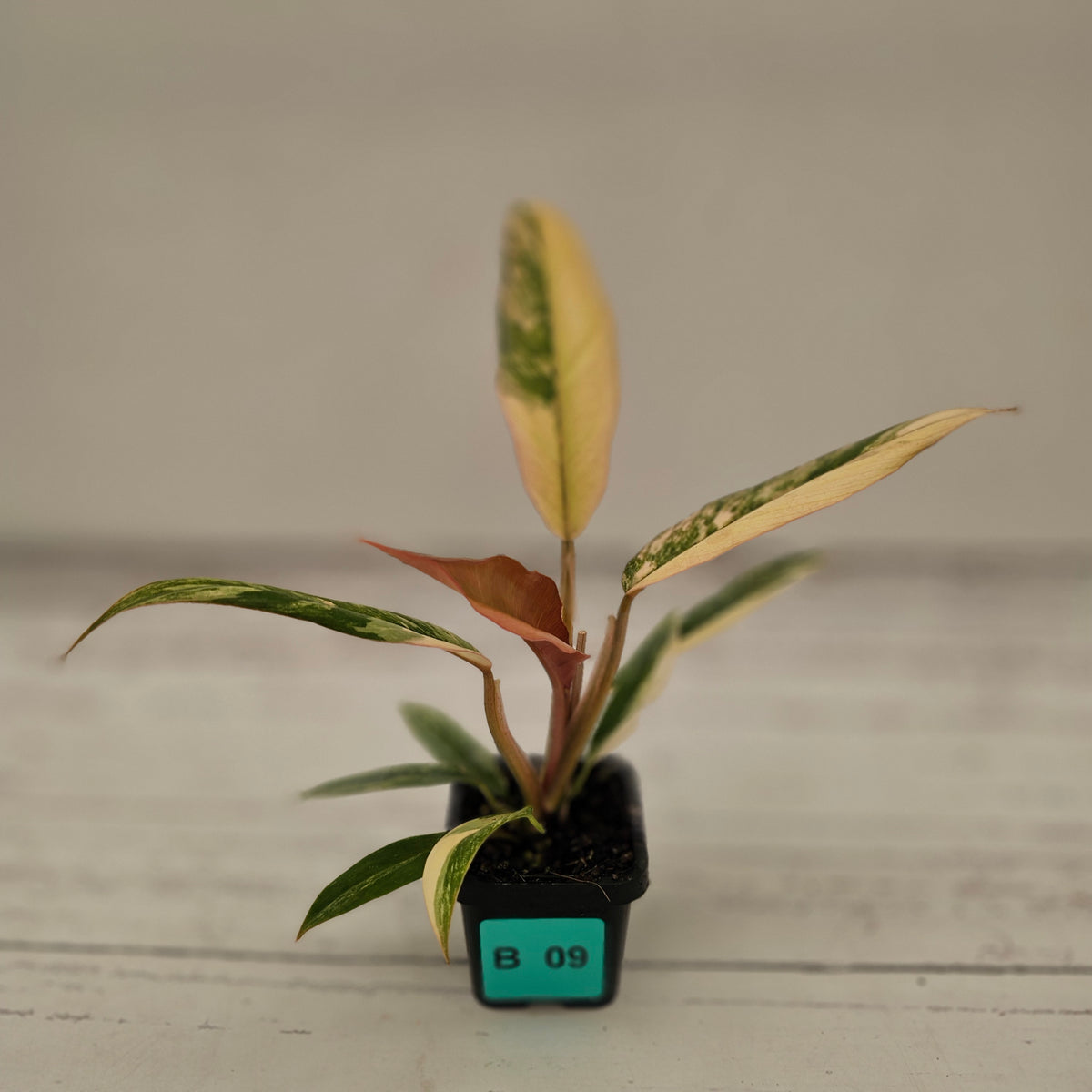 Philodendron serratum 'Caramel Marble' -flash sale