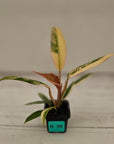 Philodendron serratum 'Caramel Marble' -flash sale
