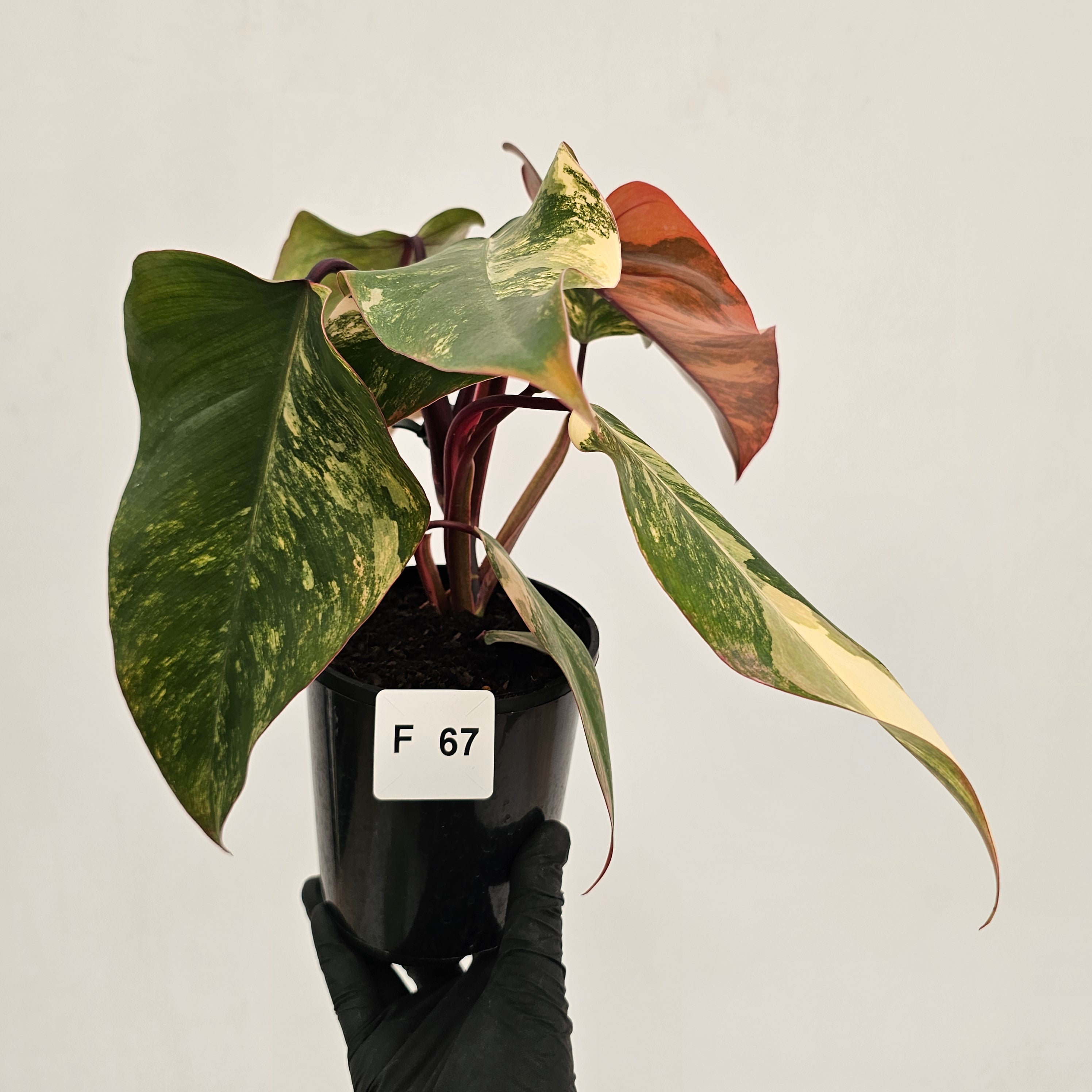 Philodendron erubescens Strawberry Shake - SALE