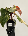 Philodendron erubescens Strawberry Shake - SALE