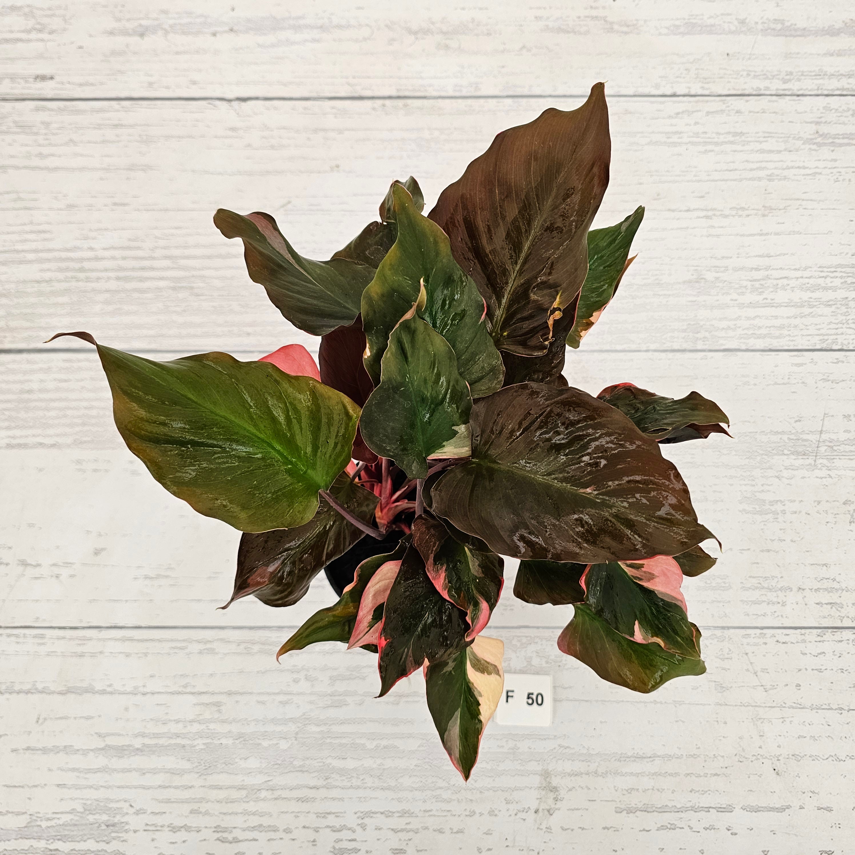 Homalomena rubescens Flaming Red Variegata