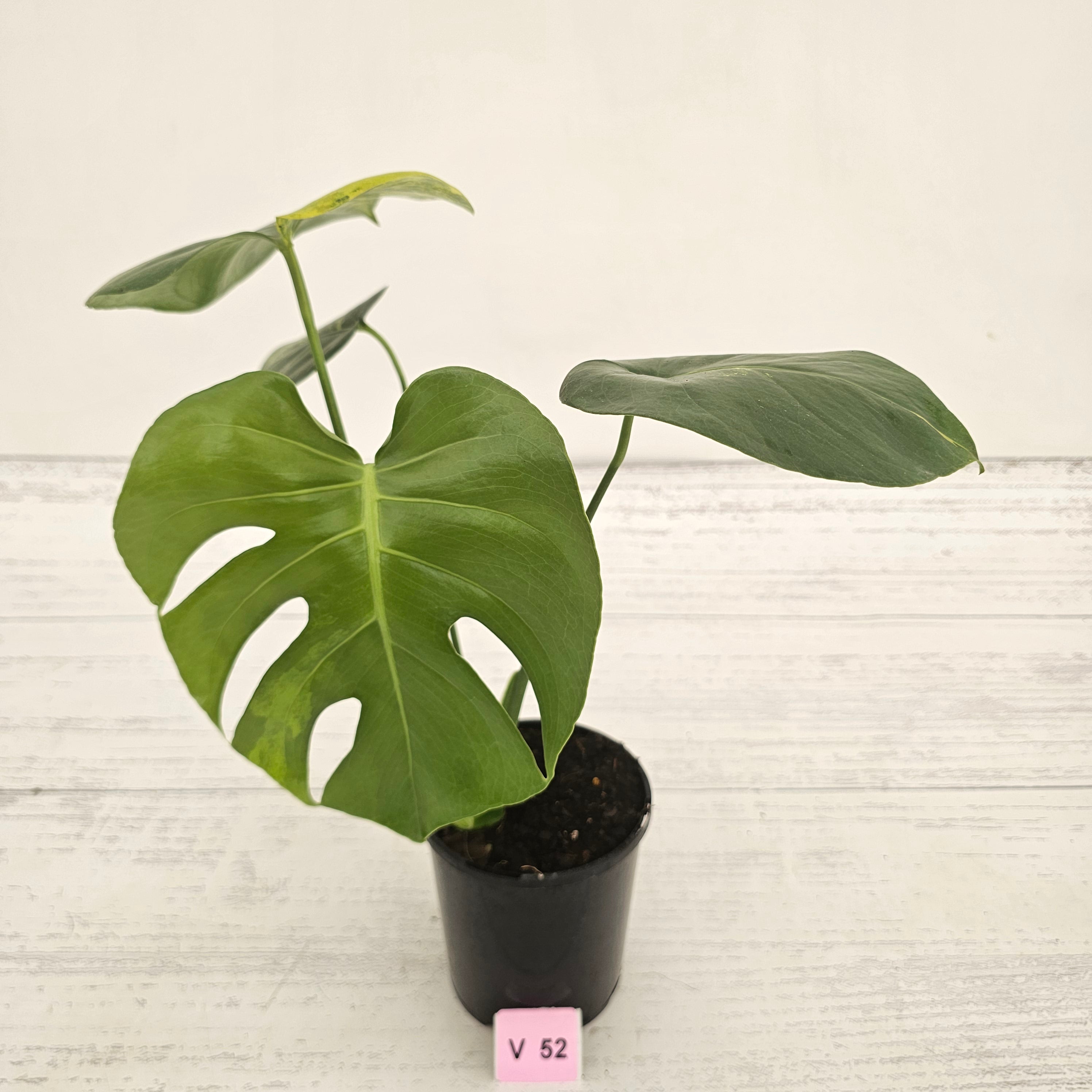 Monstera deliciosa Variegata