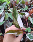 Philodendron erubescens Red Anderson - Bare Bottom Baby