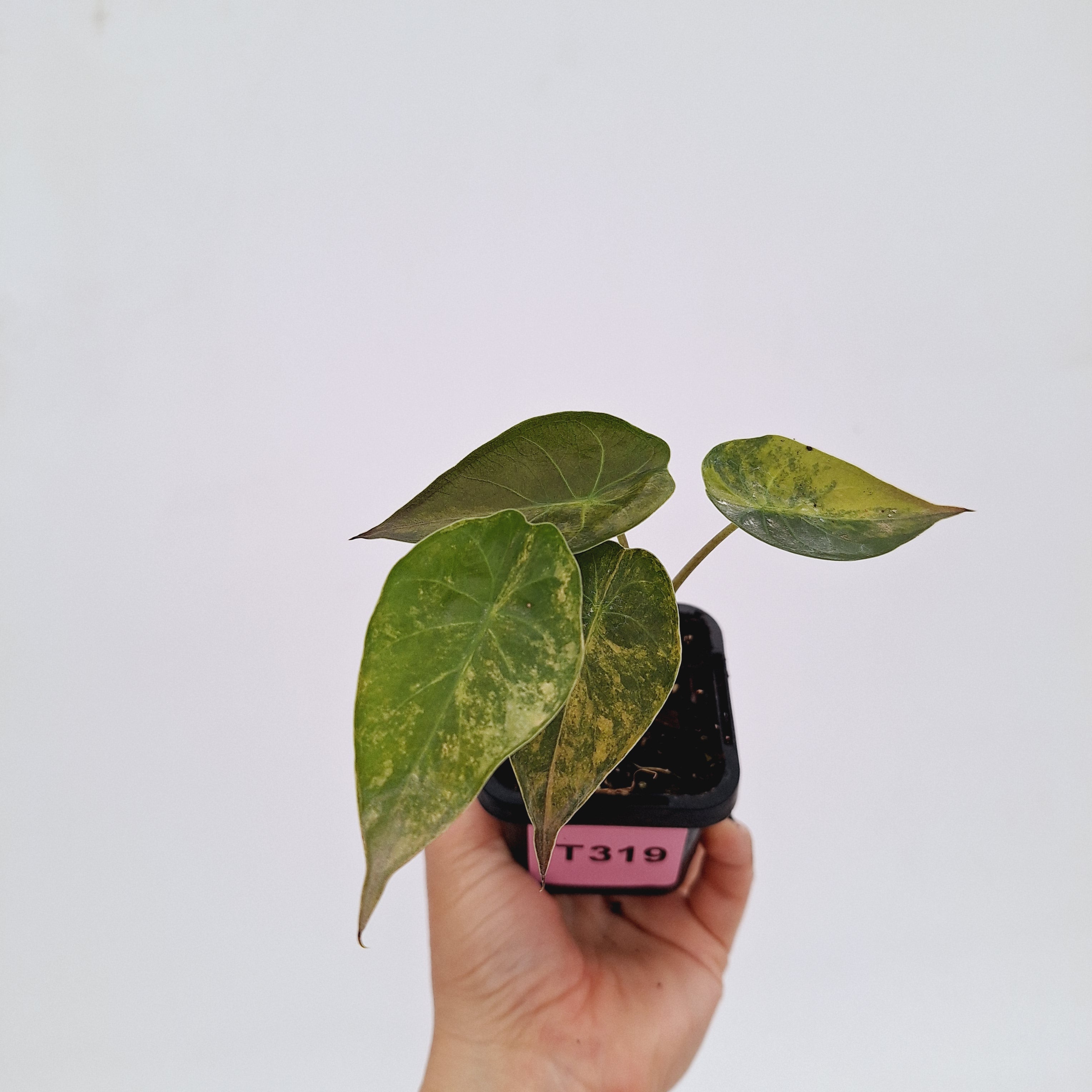 Alocasia ‘wentii’ Variegated