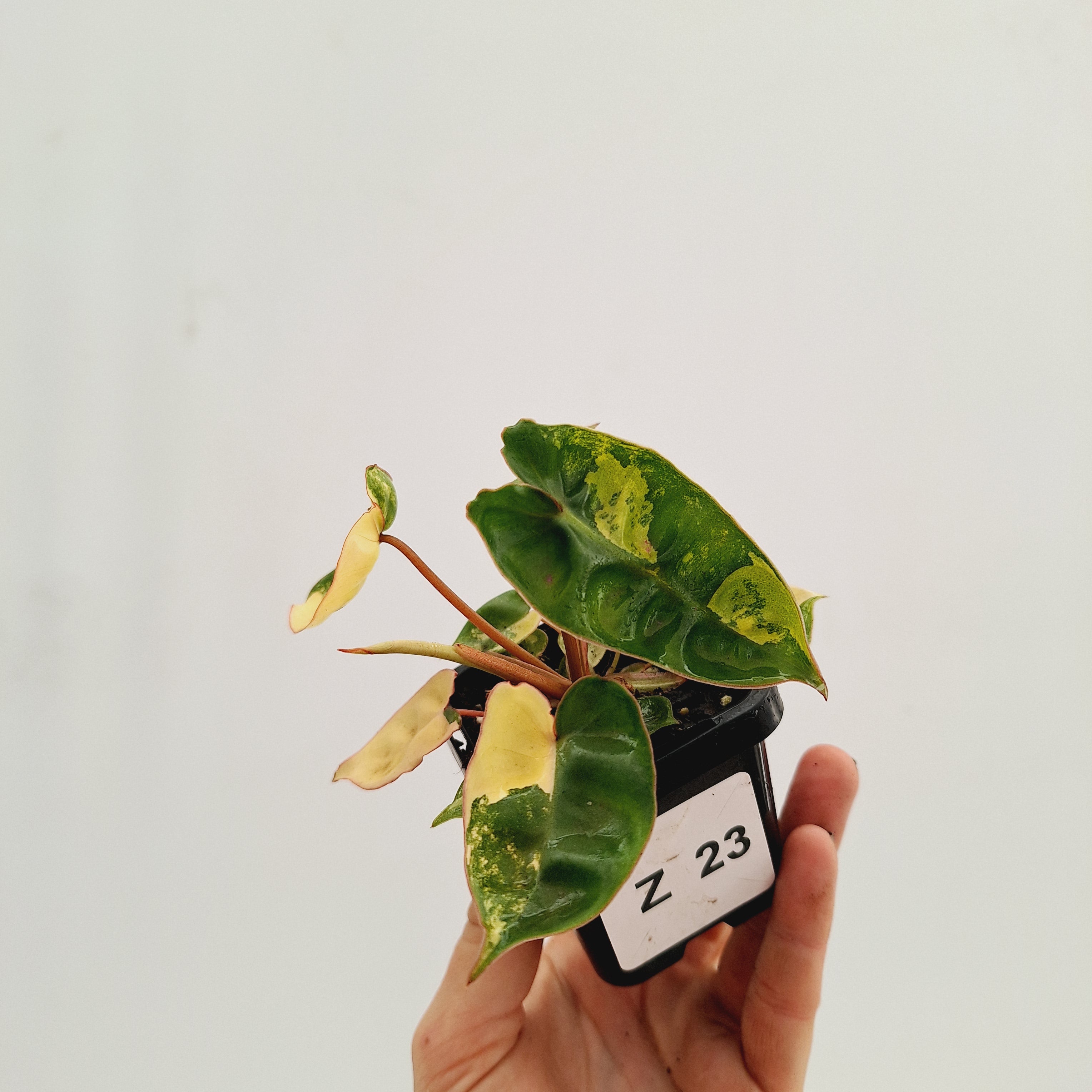 Philodendron billietiae Variegata