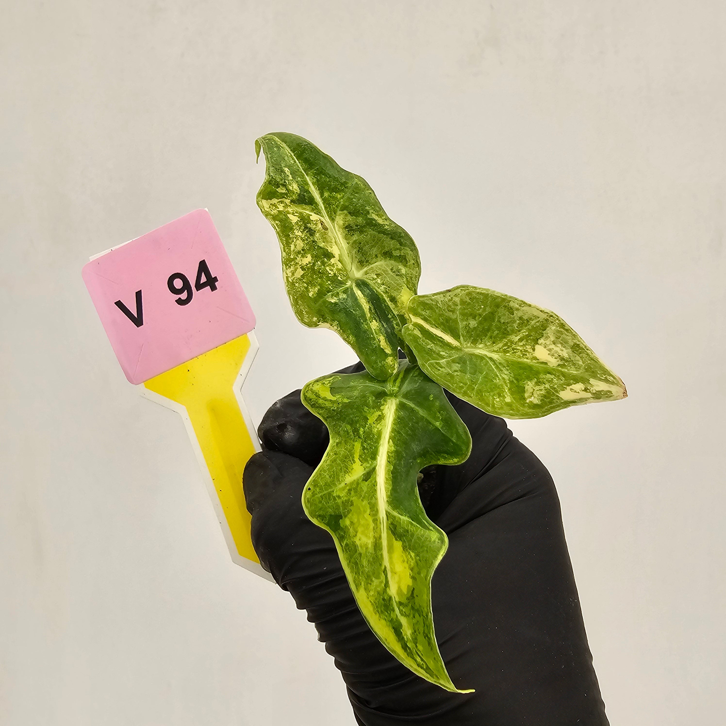 Alocasia portei Malaysian Monster Variegata - Bare Bottom Baby - SALE