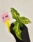 Alocasia portei Malaysian Monster Variegata - Bare Bottom Baby - SALE