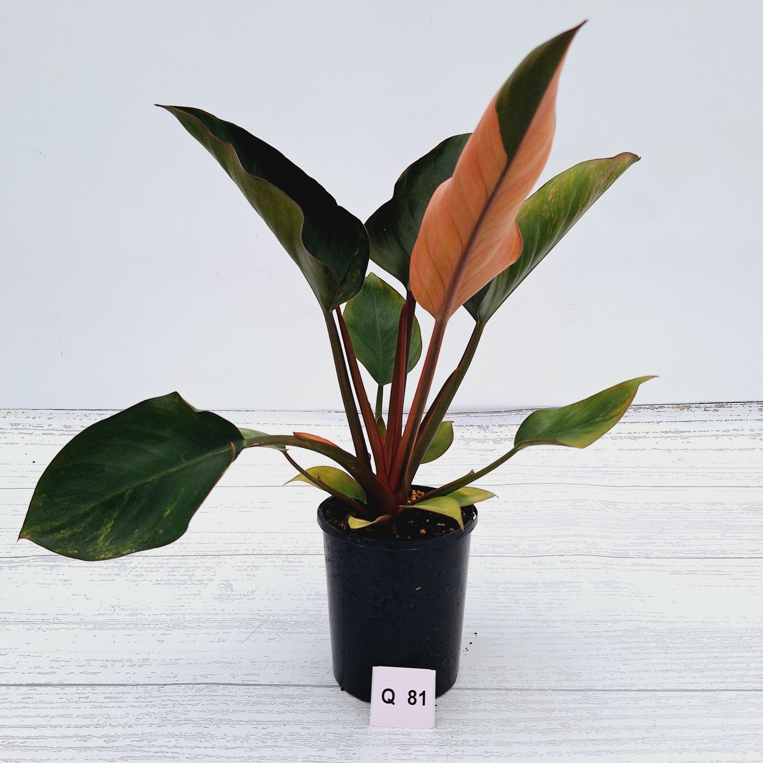 Philodendron &#39;Rojo Congo Variegated&#39;