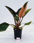 Philodendron 'Rojo Congo Variegated'