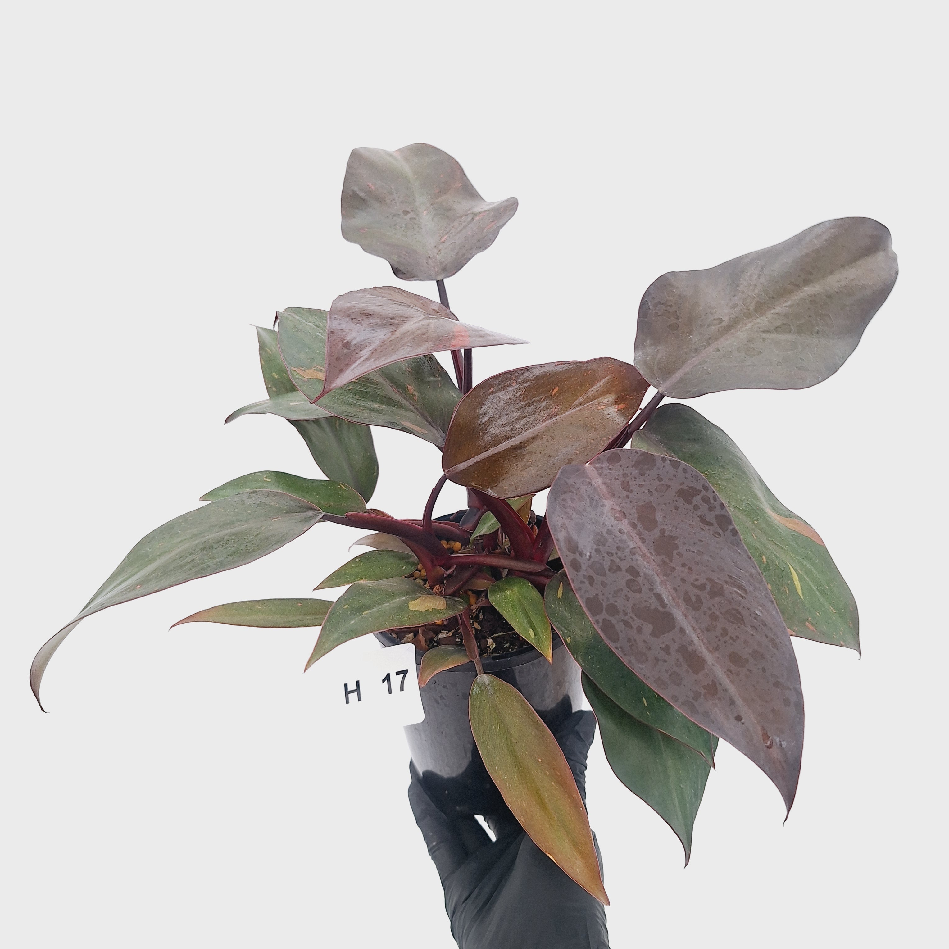 Philodendron 'Orange Princess' - FLASH SALE