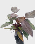 Philodendron 'Orange Princess' - FLASH SALE