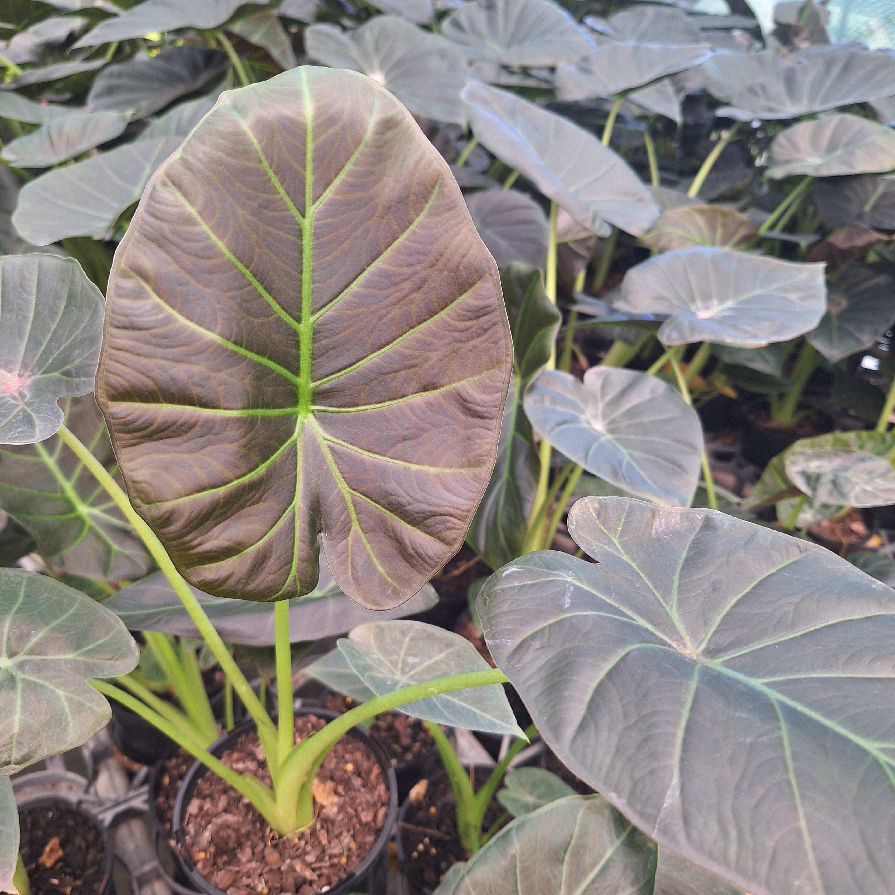 Alocasia Regal 'Shields'
