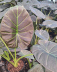 Alocasia Regal 'Shields'