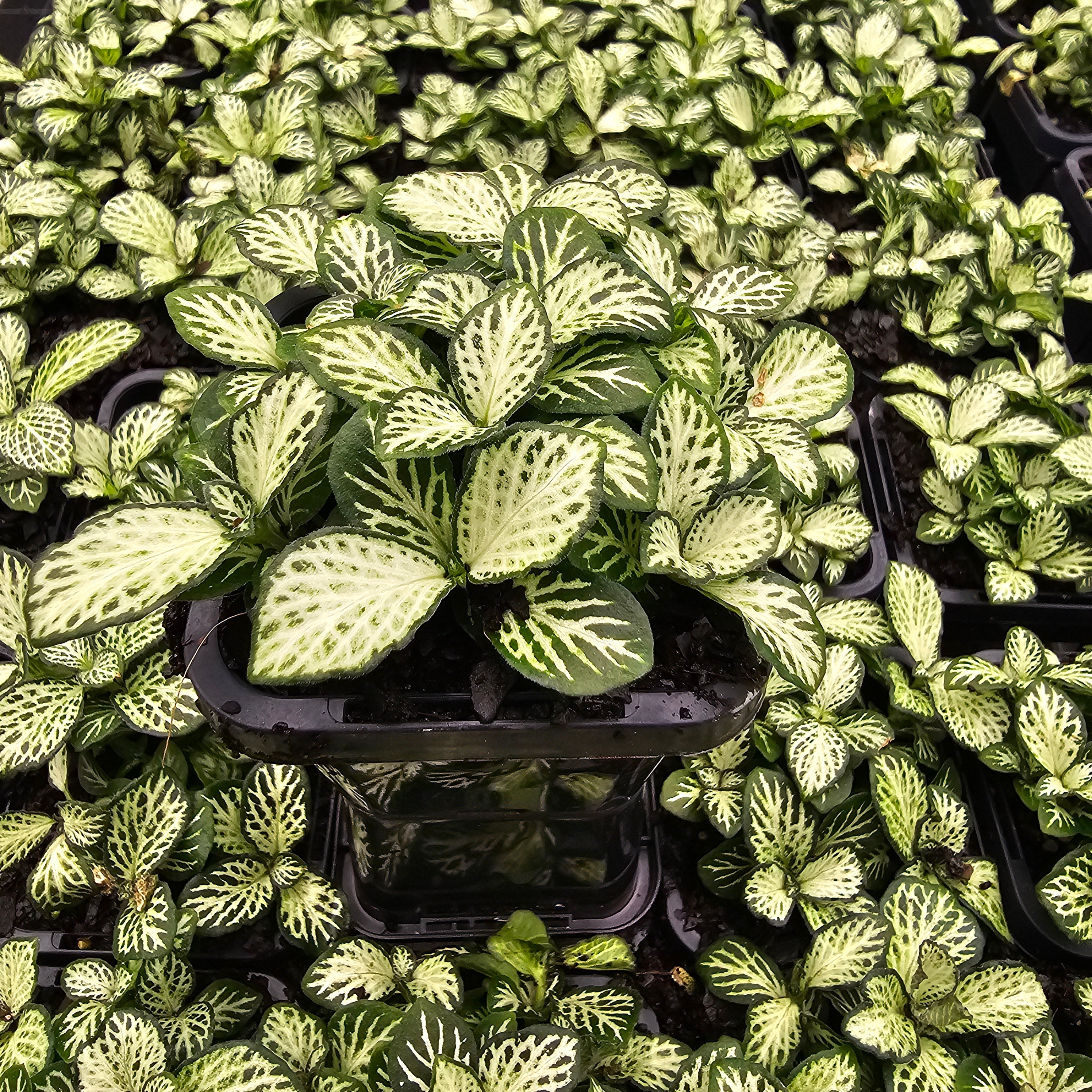 Fittonia verschaffeltii white cloud