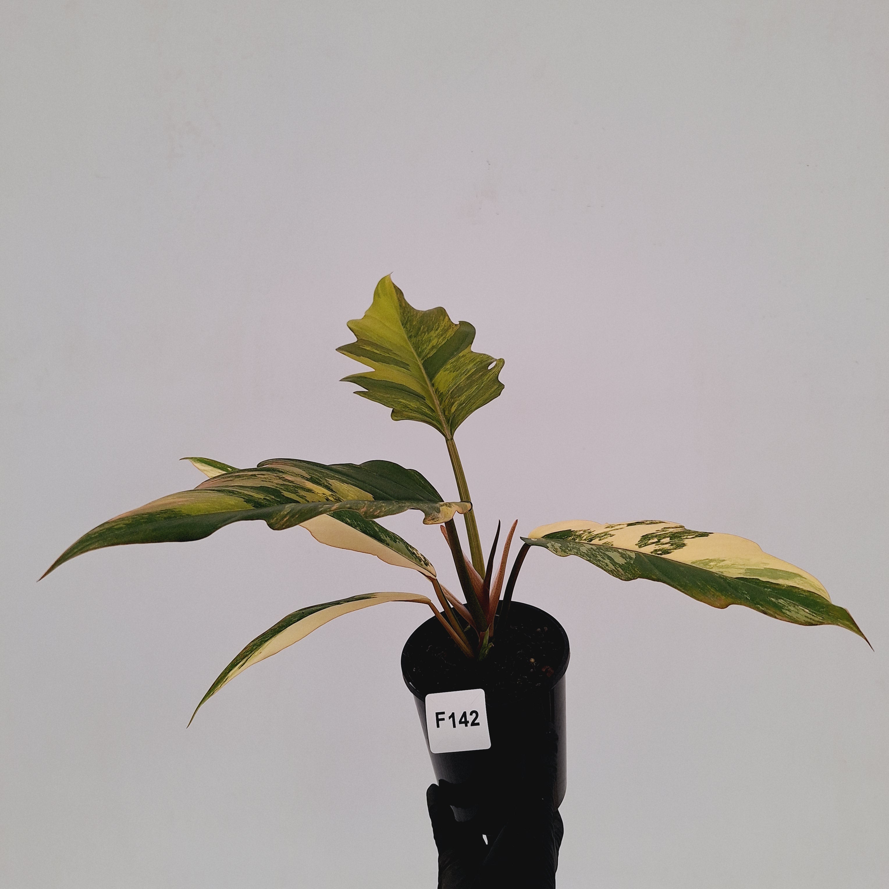 Philodendron serratum Caramel Marble