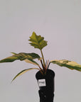 Philodendron serratum Caramel Marble