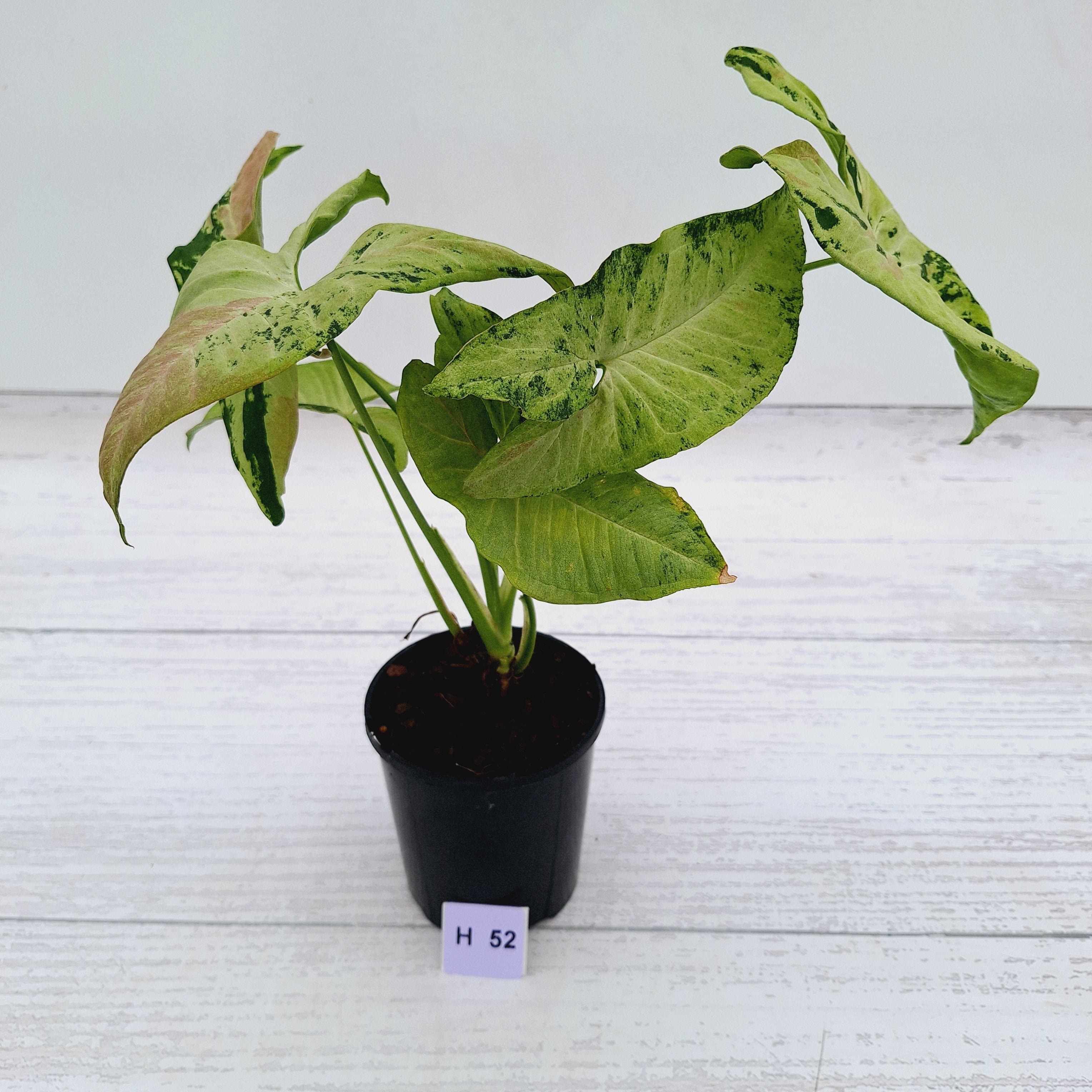 Syngonium podophyllum Confetti Tricolour
