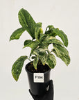 Amydrium medium Variegata
