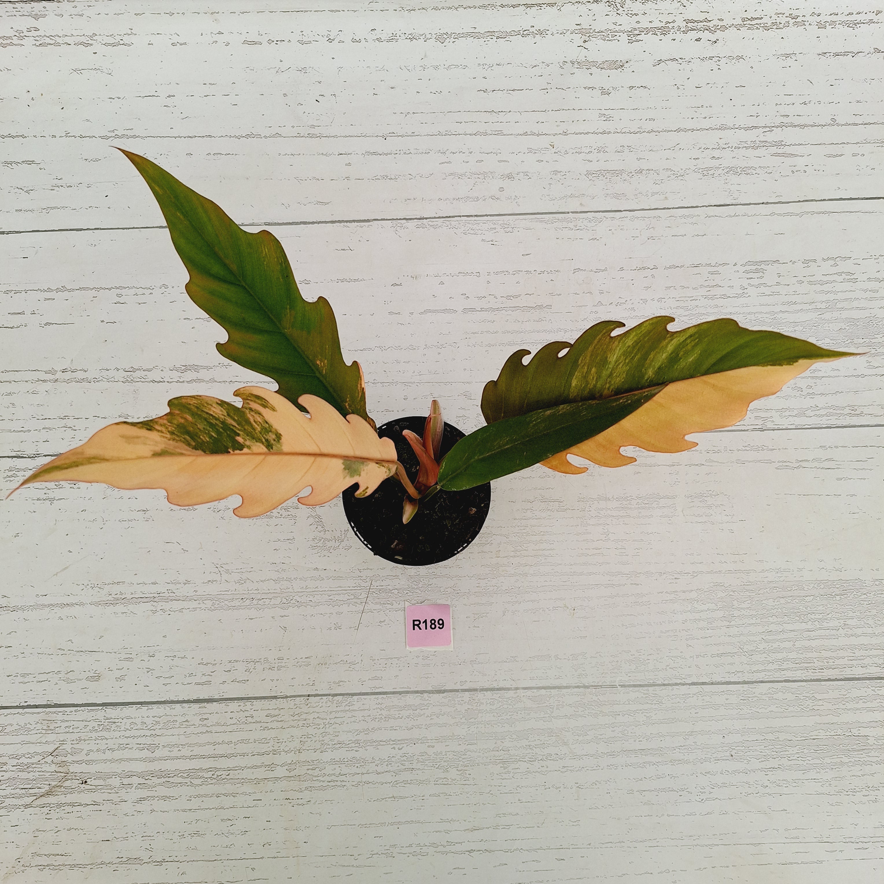 Philodendron serratum 'Caramel Marble'