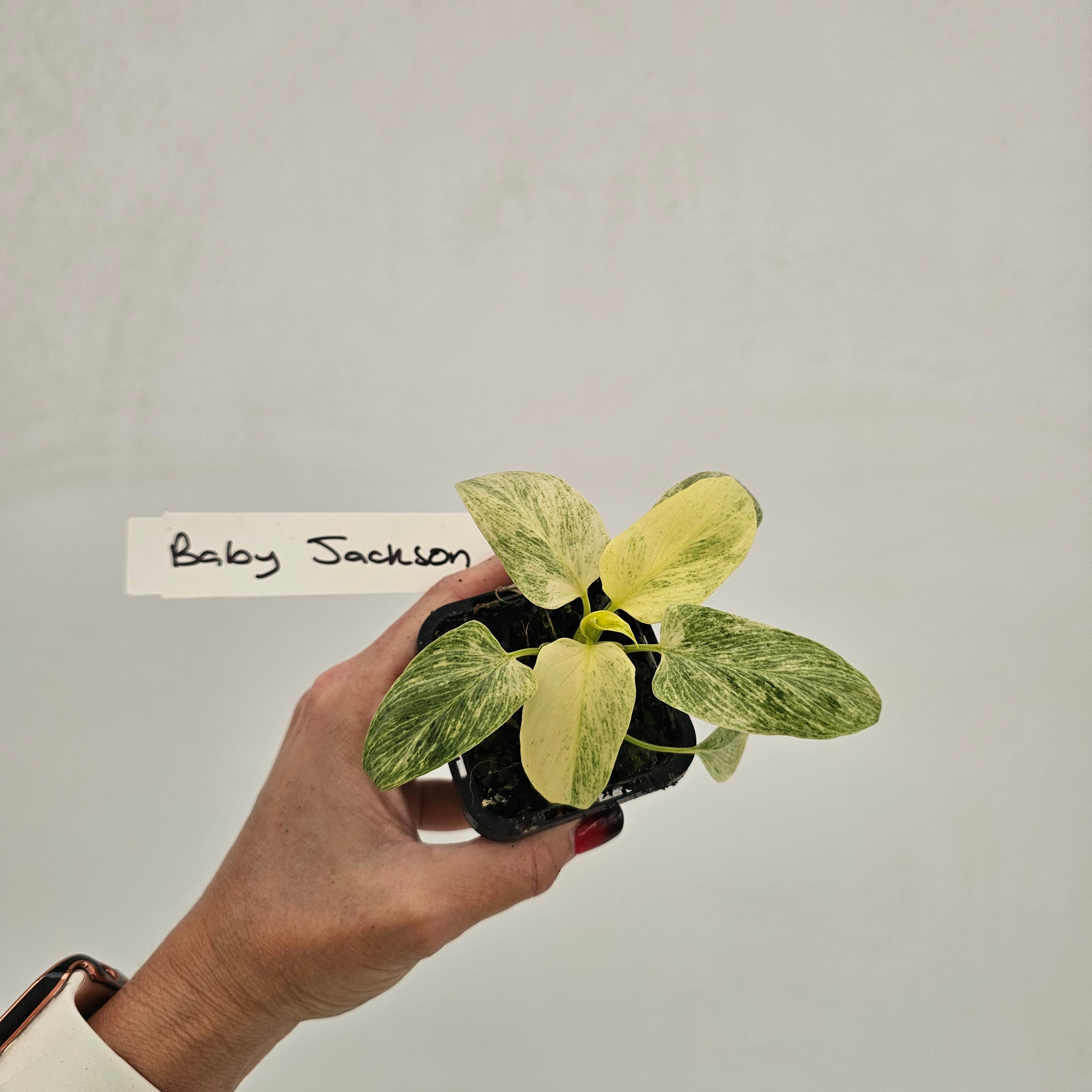 Homalomena sulcata ‘Cream Frost’ - SALE