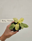 Homalomena sulcata ‘Cream Frost’ - SALE