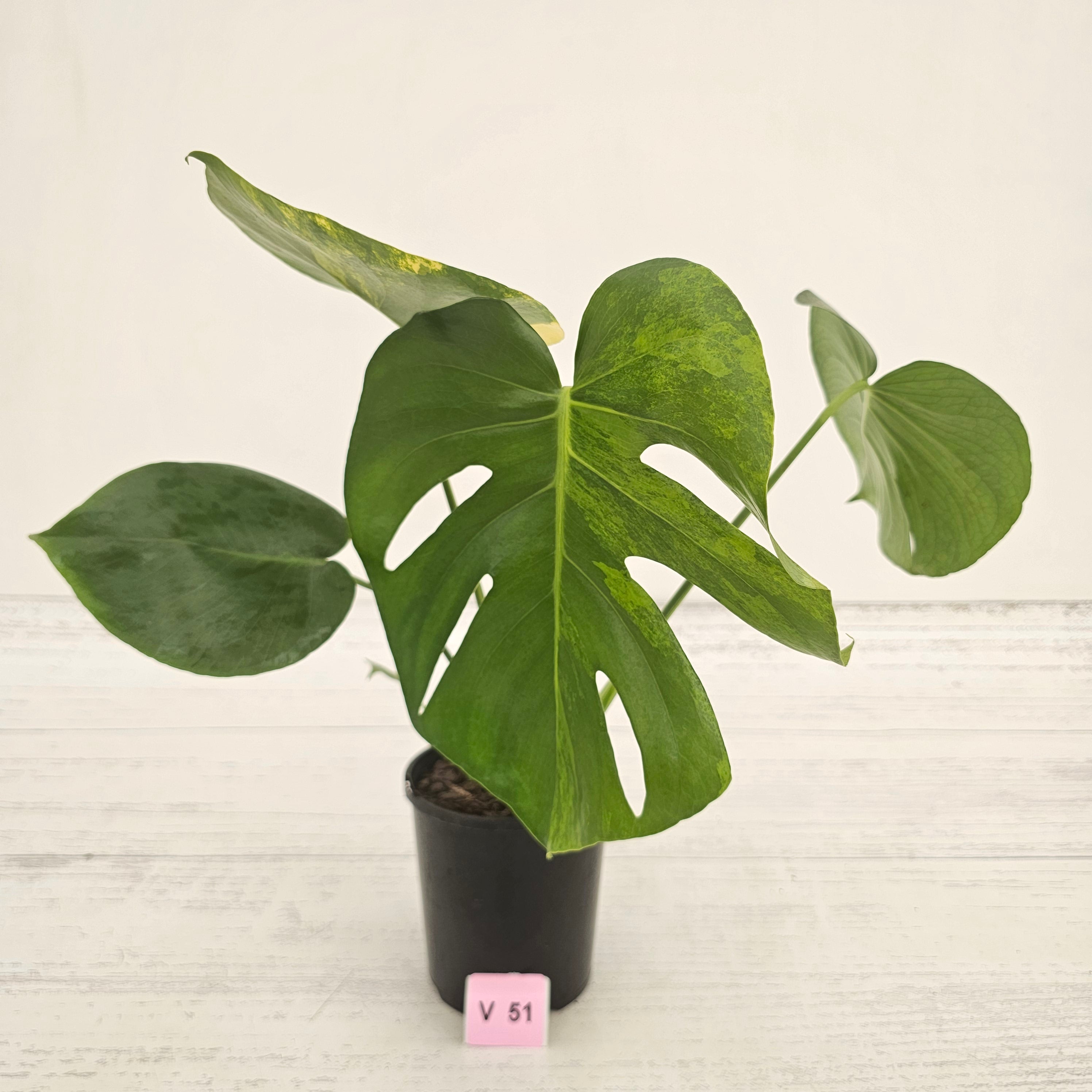 Monstera deliciosa Variegata