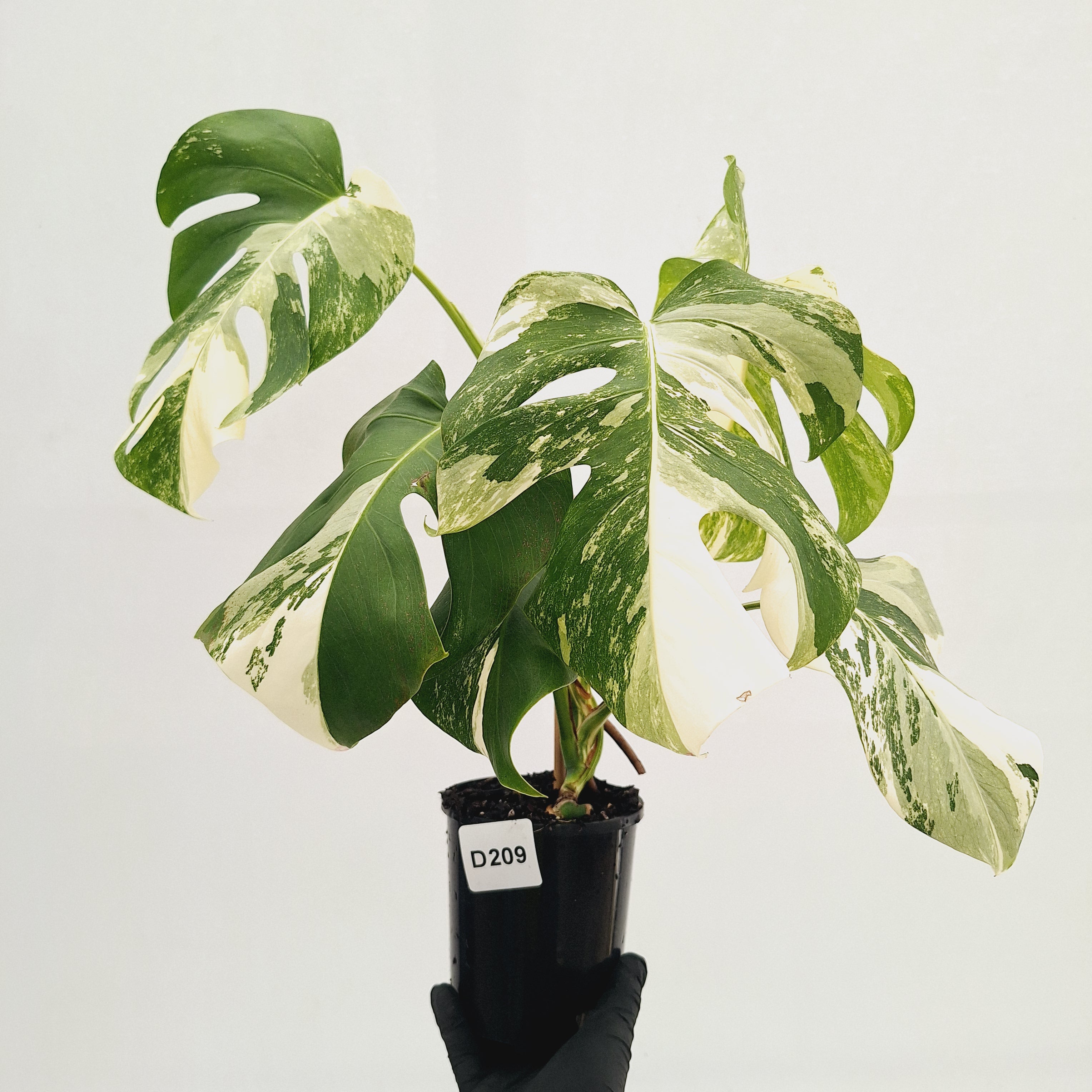 Monstera borsigiana 'Albo'