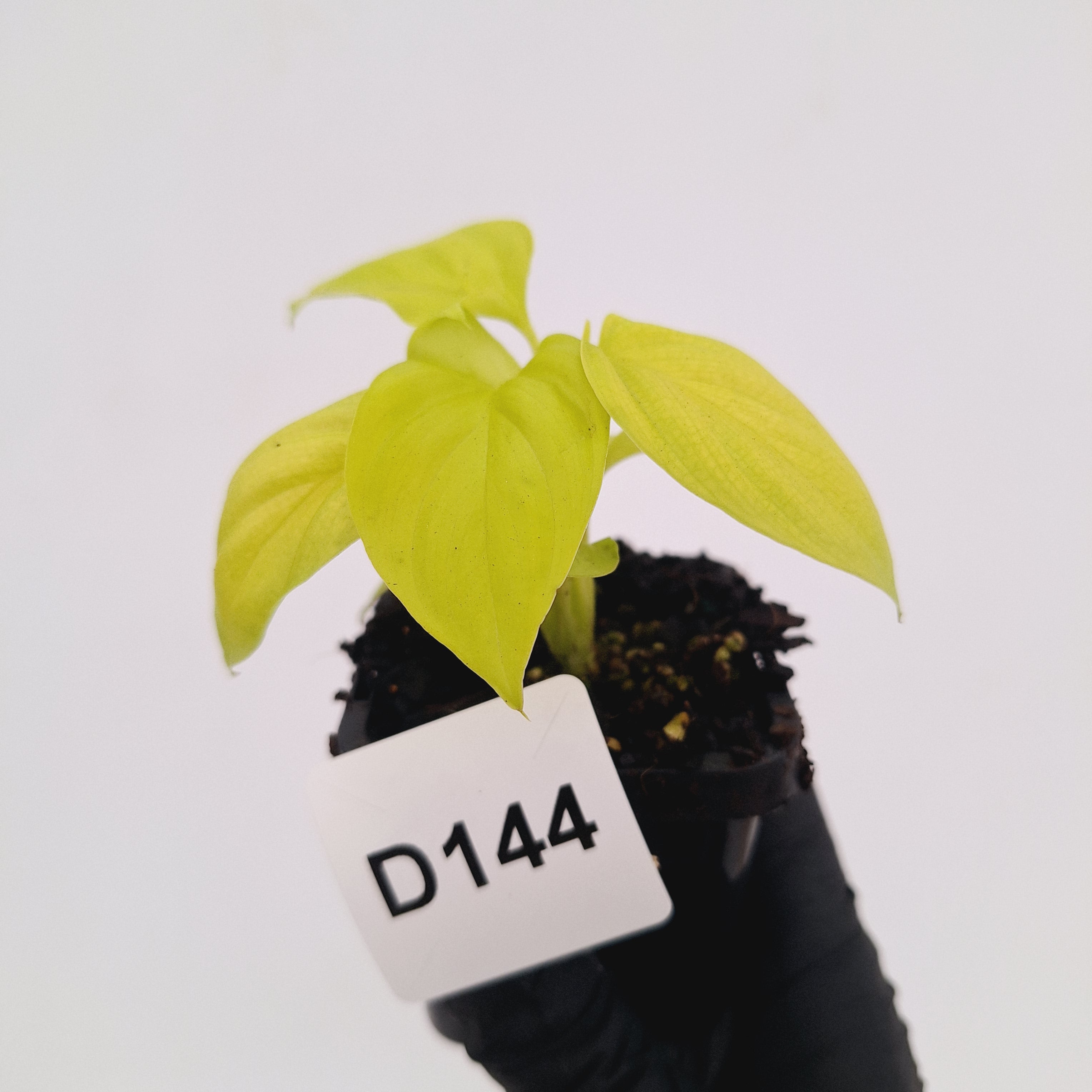 Homalomena rubescens Golden Hibiscus’ - Bare Bottom Baby