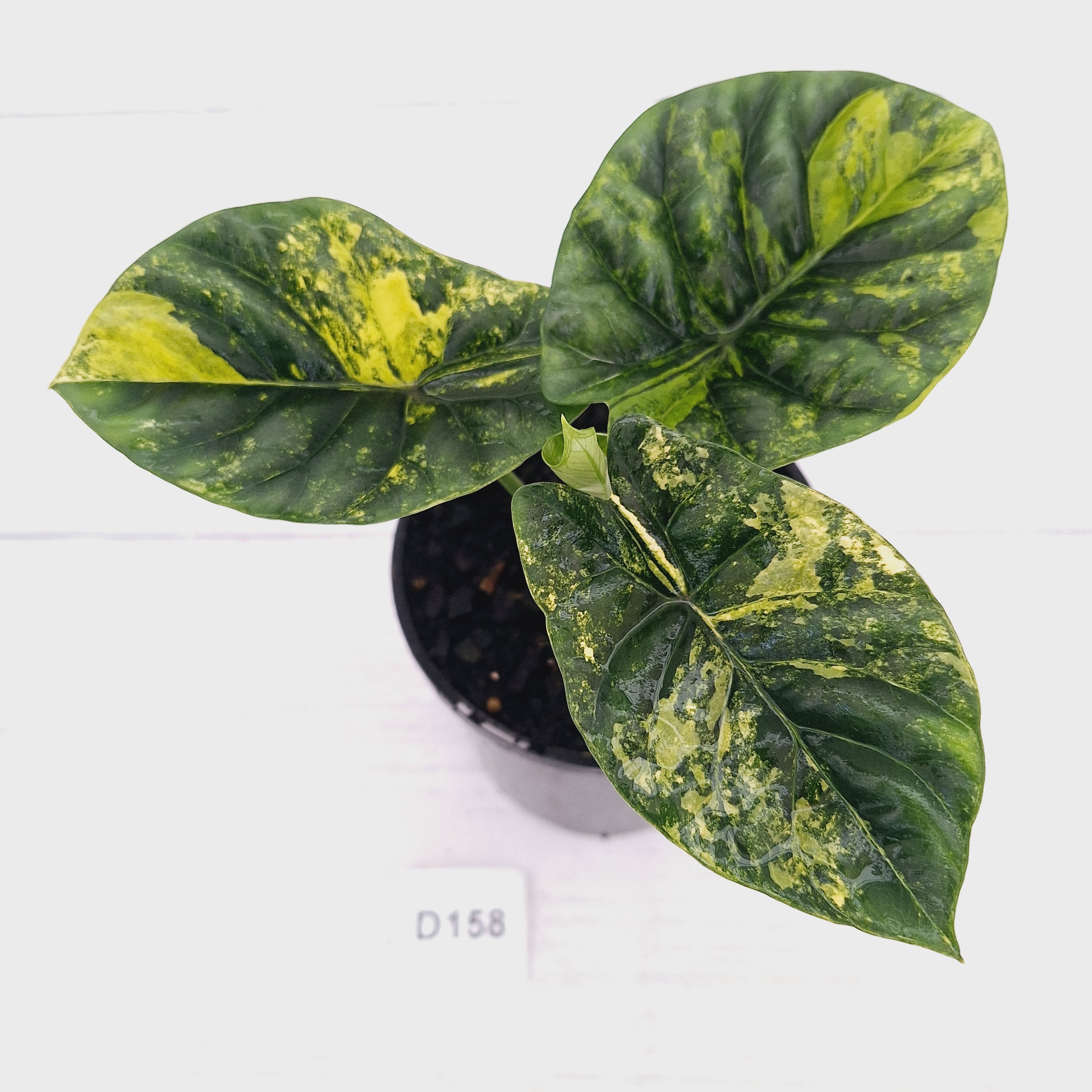 Alocasia sinuata Variegata