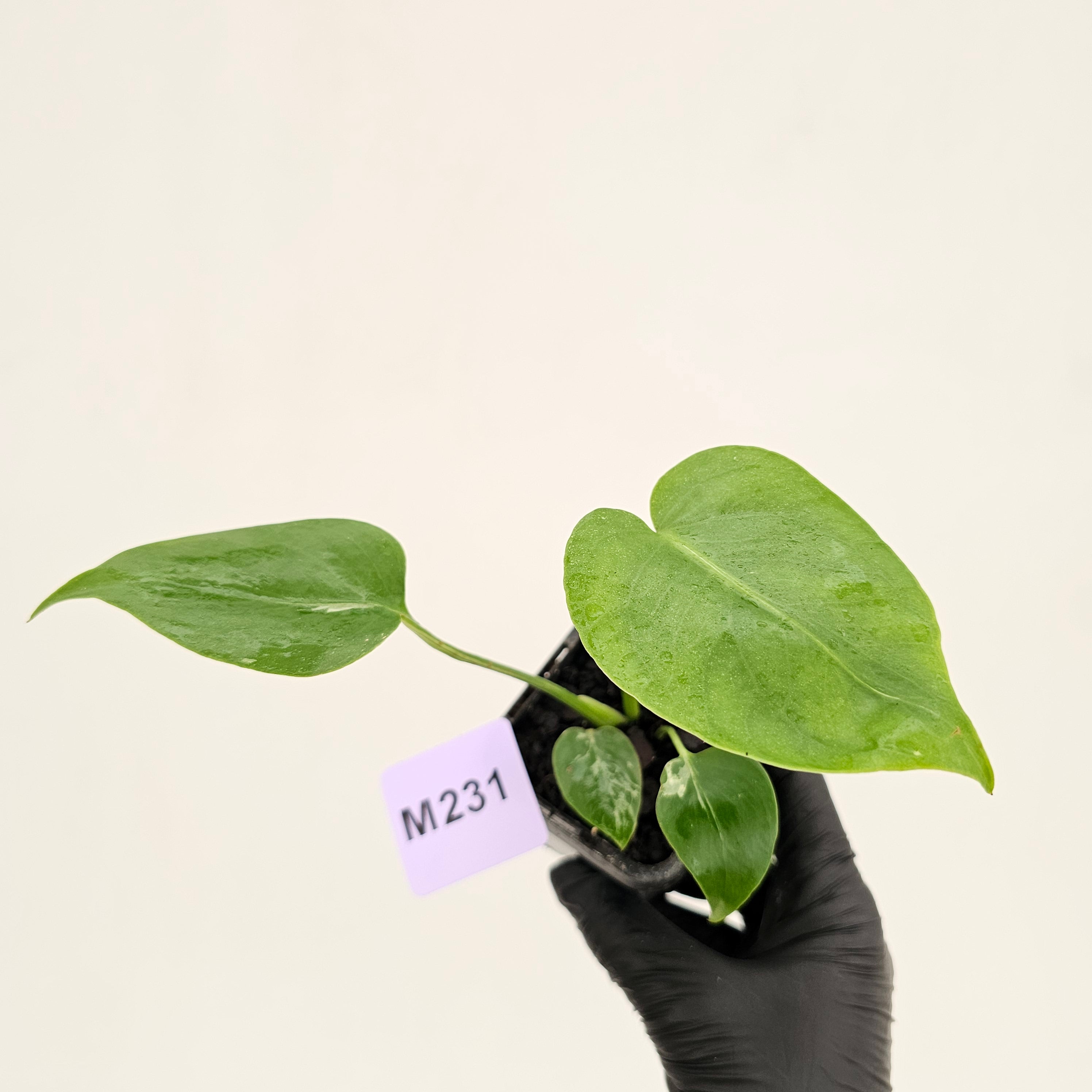Monstera Deliciosa 'Bulbasaur' - 70mm