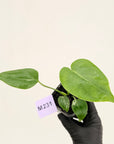 Monstera Deliciosa 'Bulbasaur' - 70mm