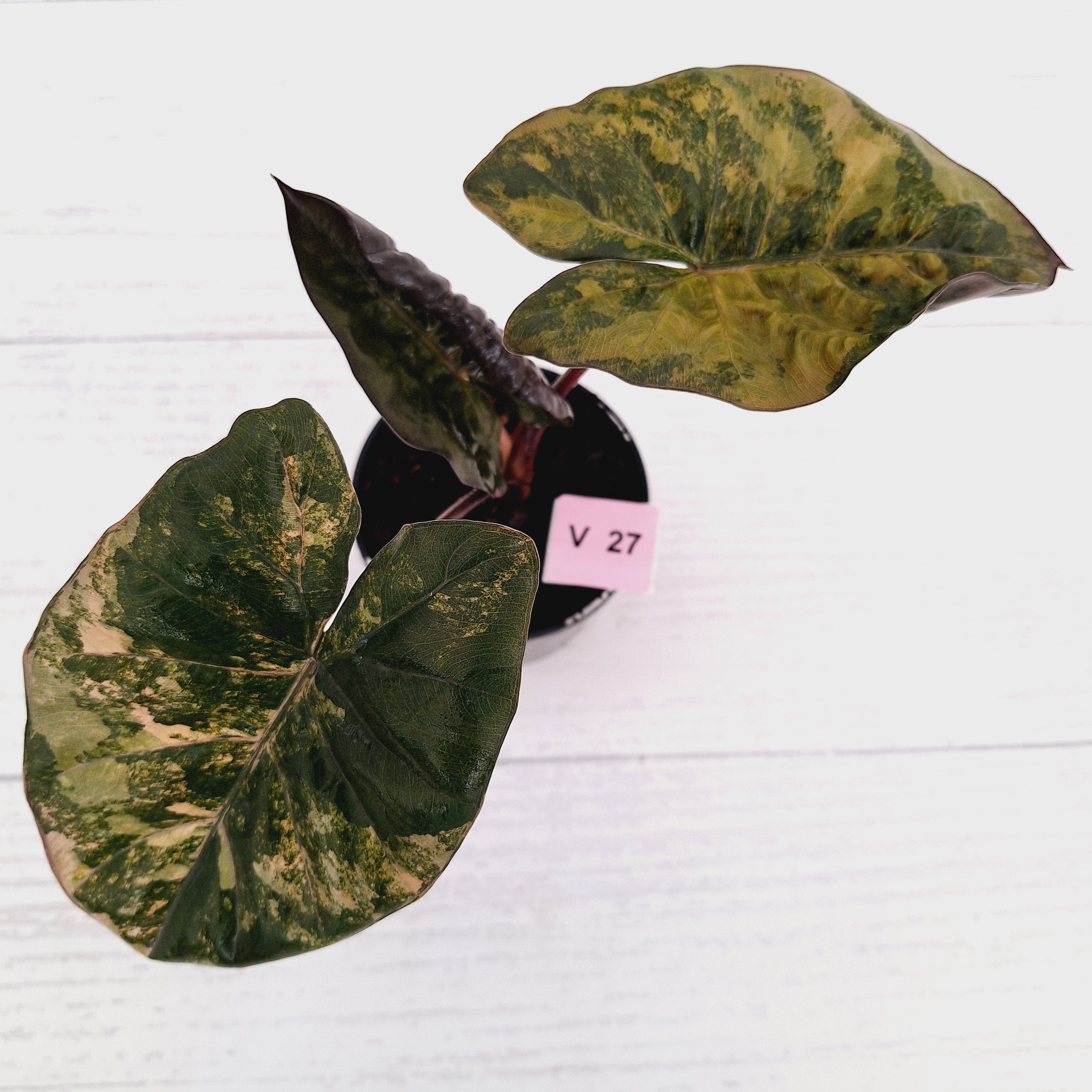 Alocasia macrorrhizos 'plumbea Variegata'- Sale