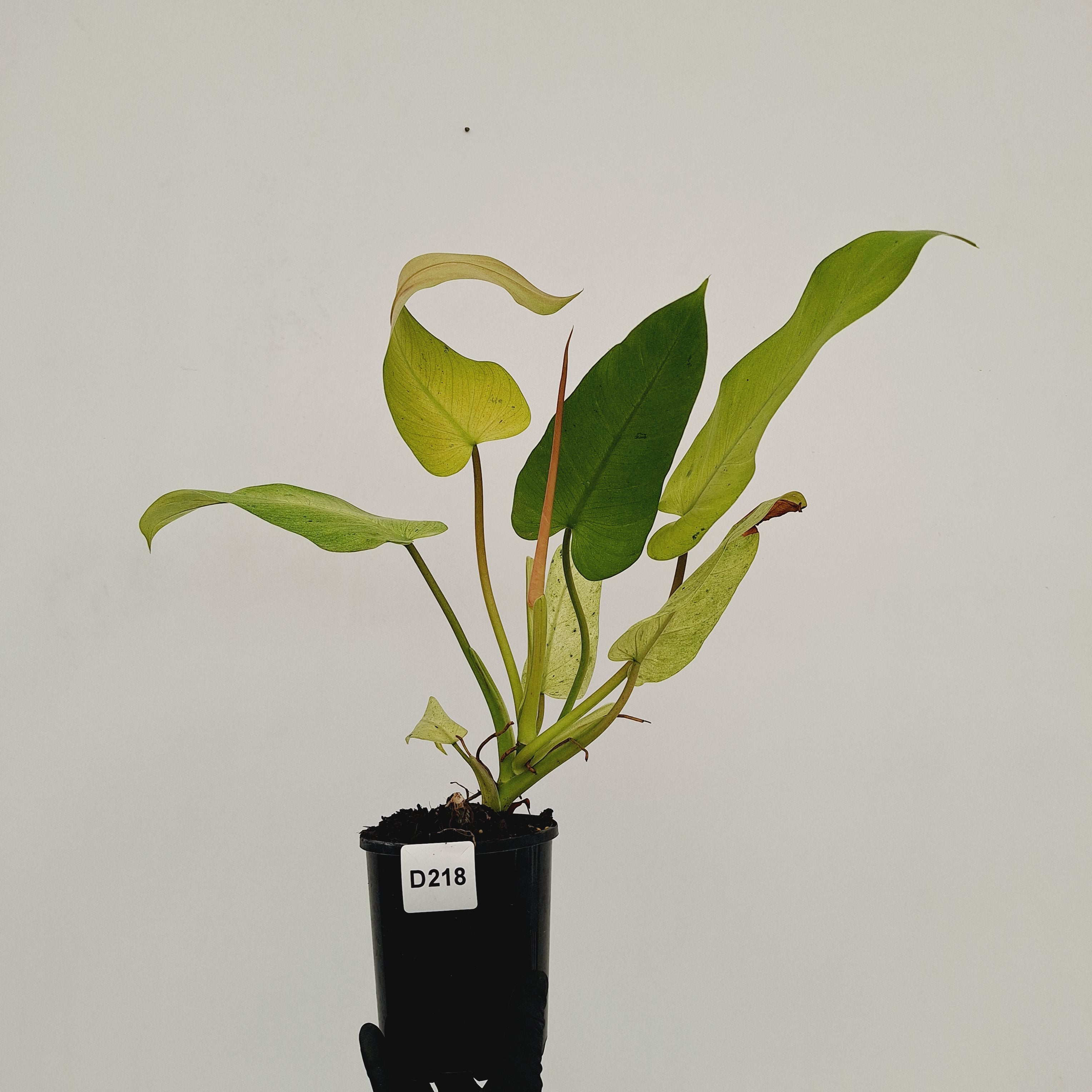 Philodendron  'Whipple Way'