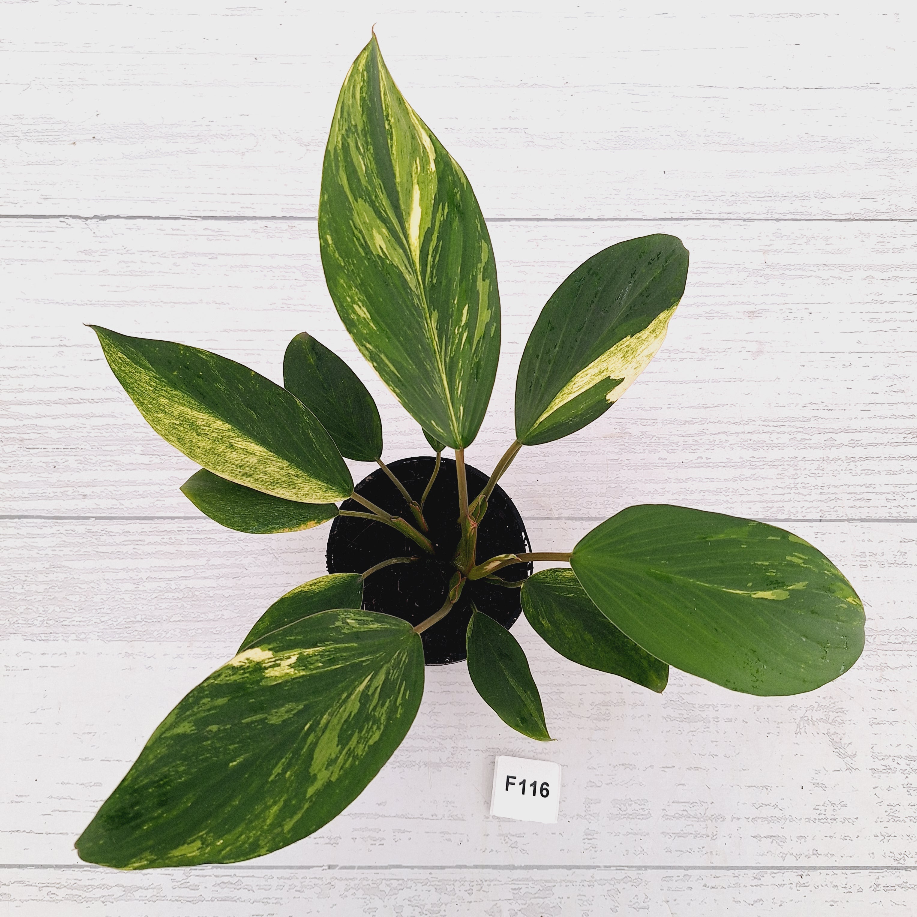 Homalomena Tropical Green Variegata -sale