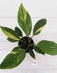 Homalomena Tropical Green Variegata -sale