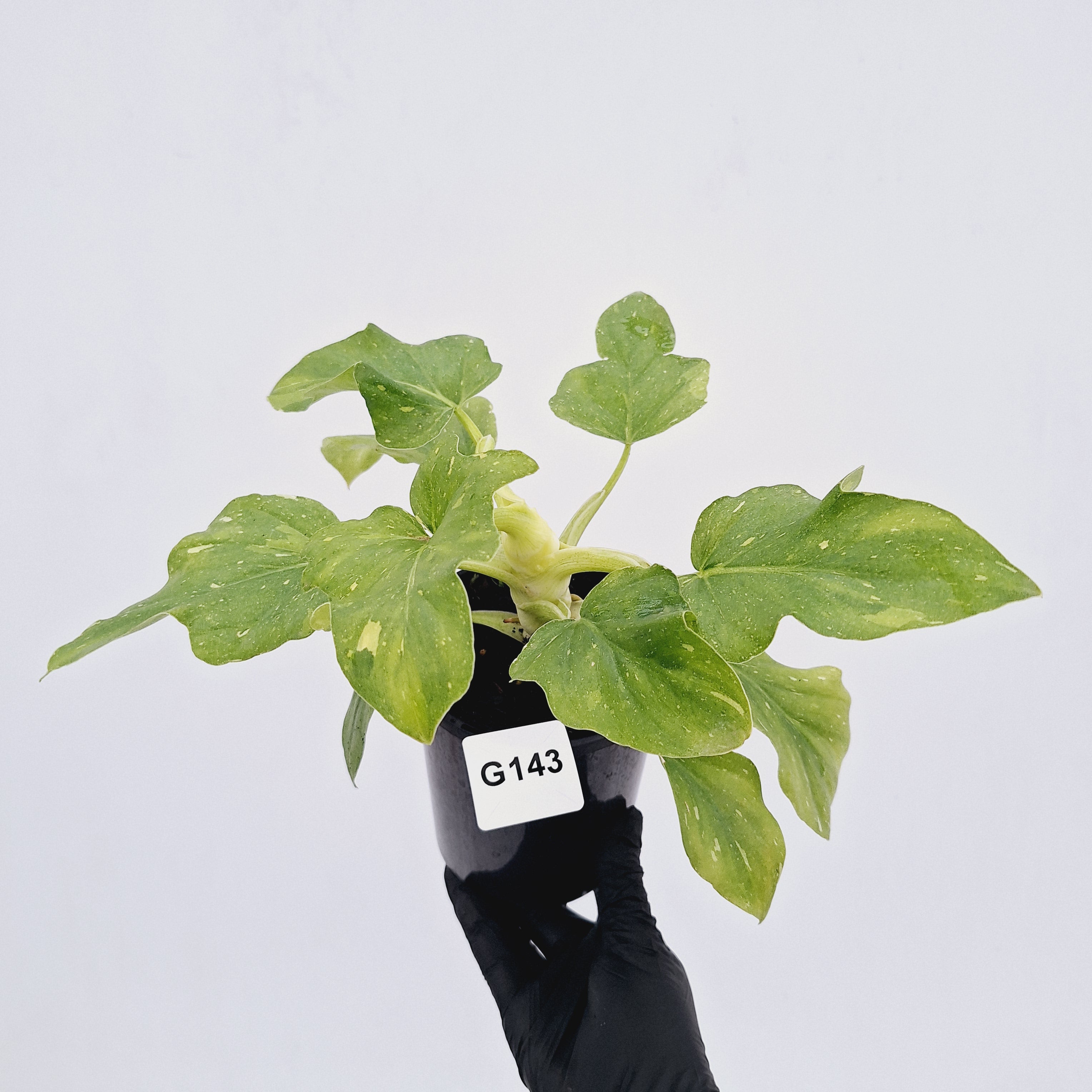 Philodendron warscewiczii Gold Variegata