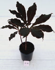 Amorphophallus atroviridis Voodoo Lilly