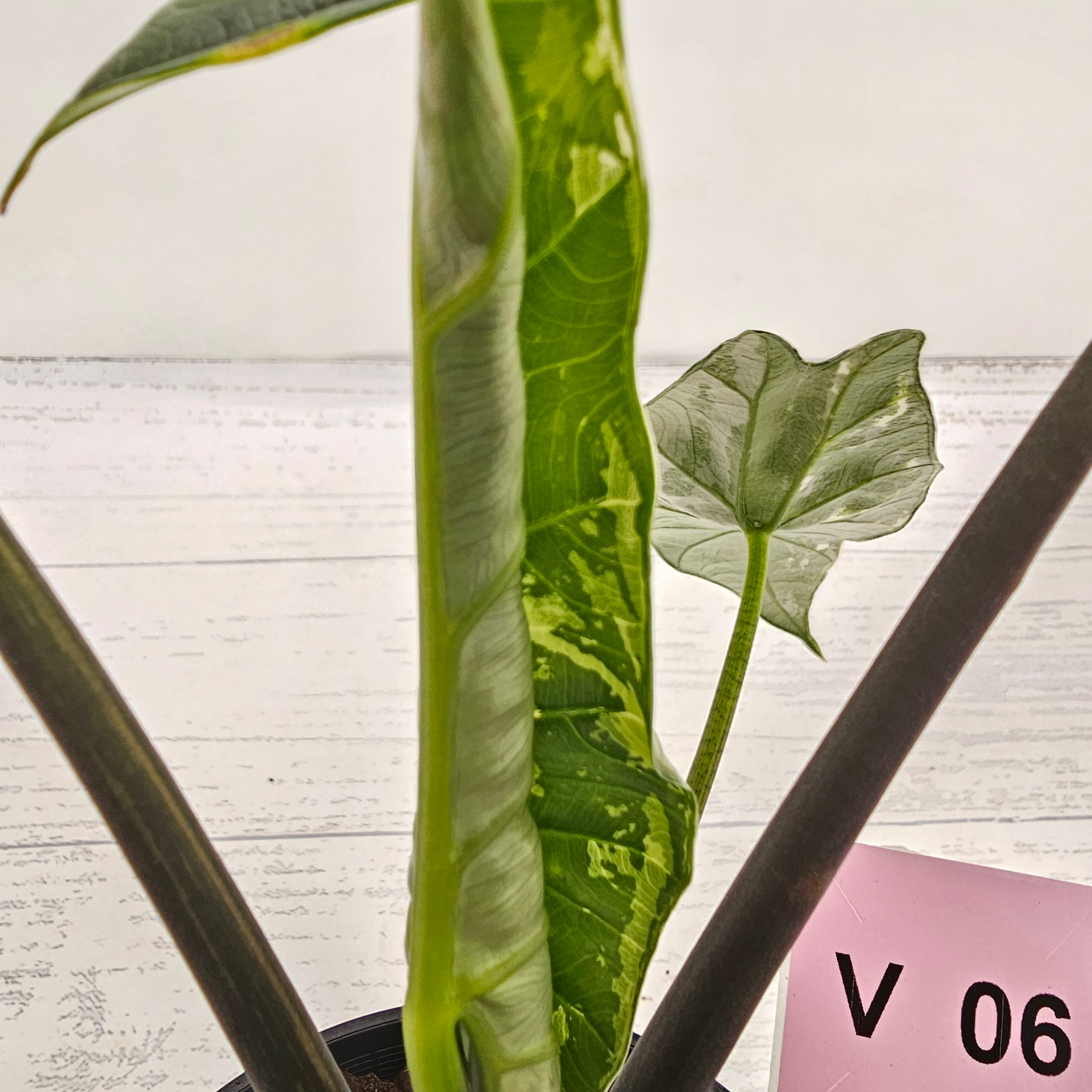Alocasia ‘Simpo Albo’ Variegata - SALE