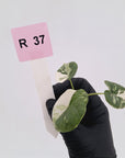 Alocasia melo 'Rhino Skin' Variegata - Bare Bottom Baby