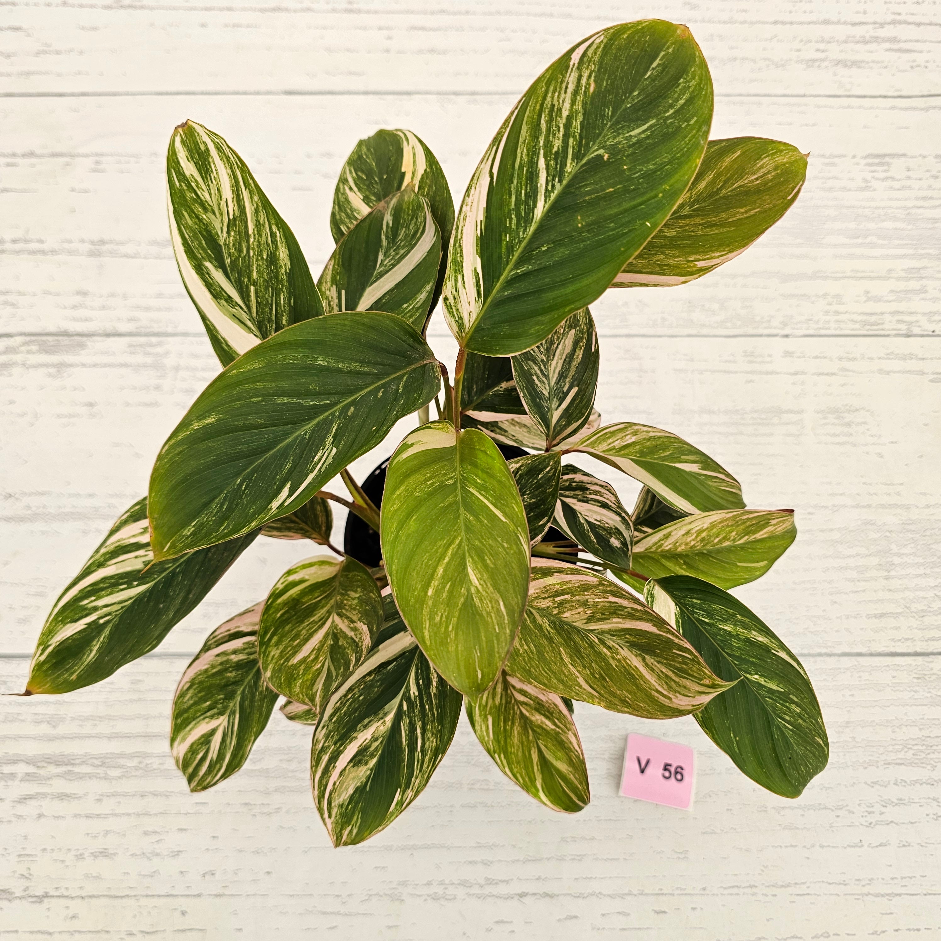 Calathea spp. Glaza