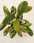 Calathea spp. Glaza