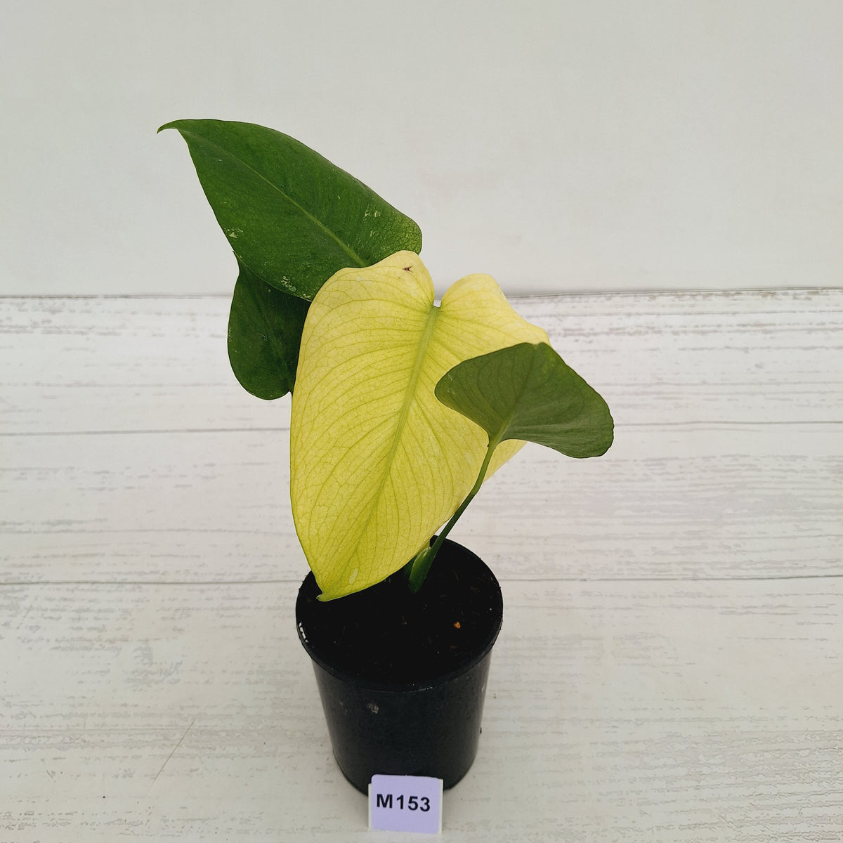 Monstera Deliciosa 'Mint' - SALE