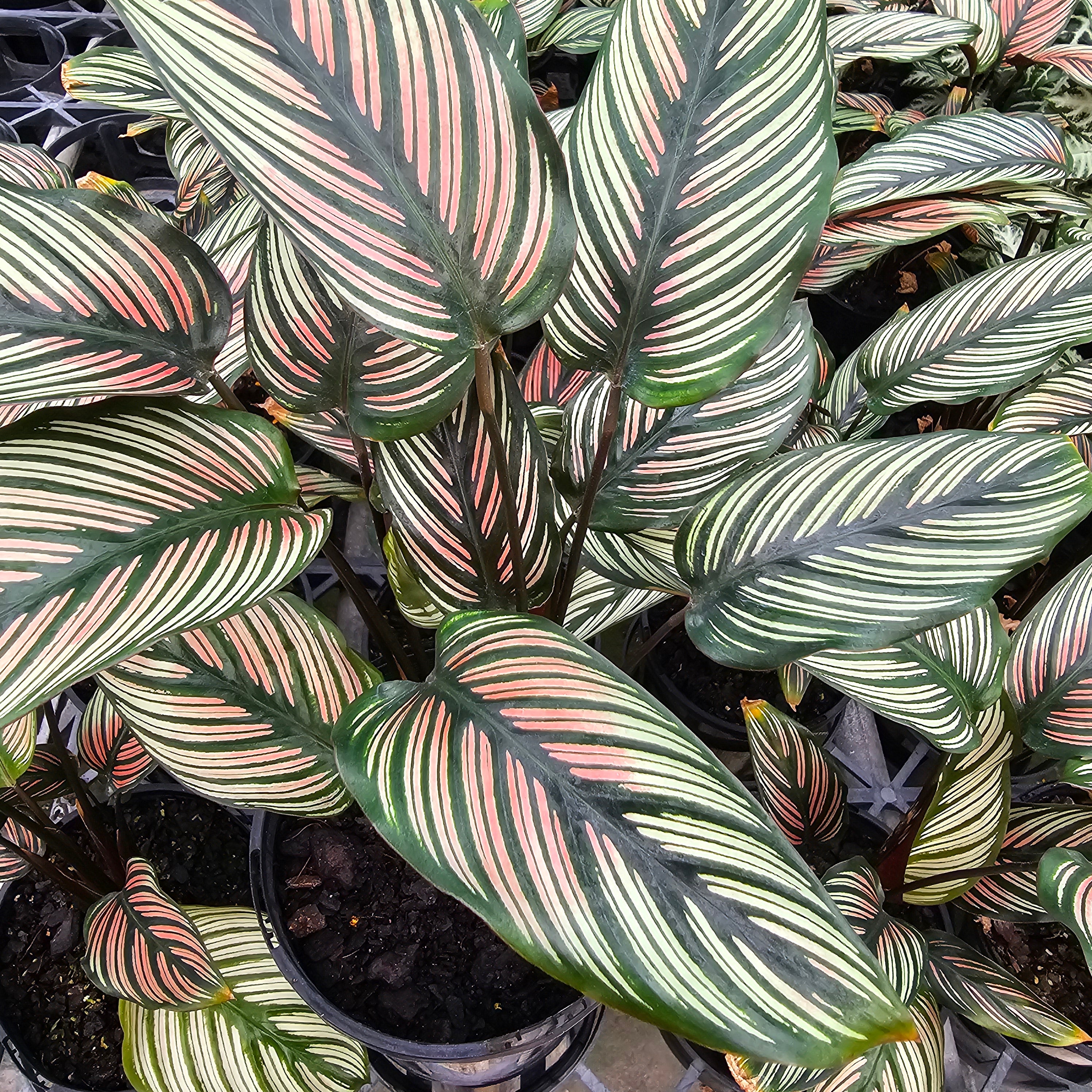 Calathea majestica 'Albo-lineata'