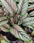 Calathea majestica 'Albo-lineata'