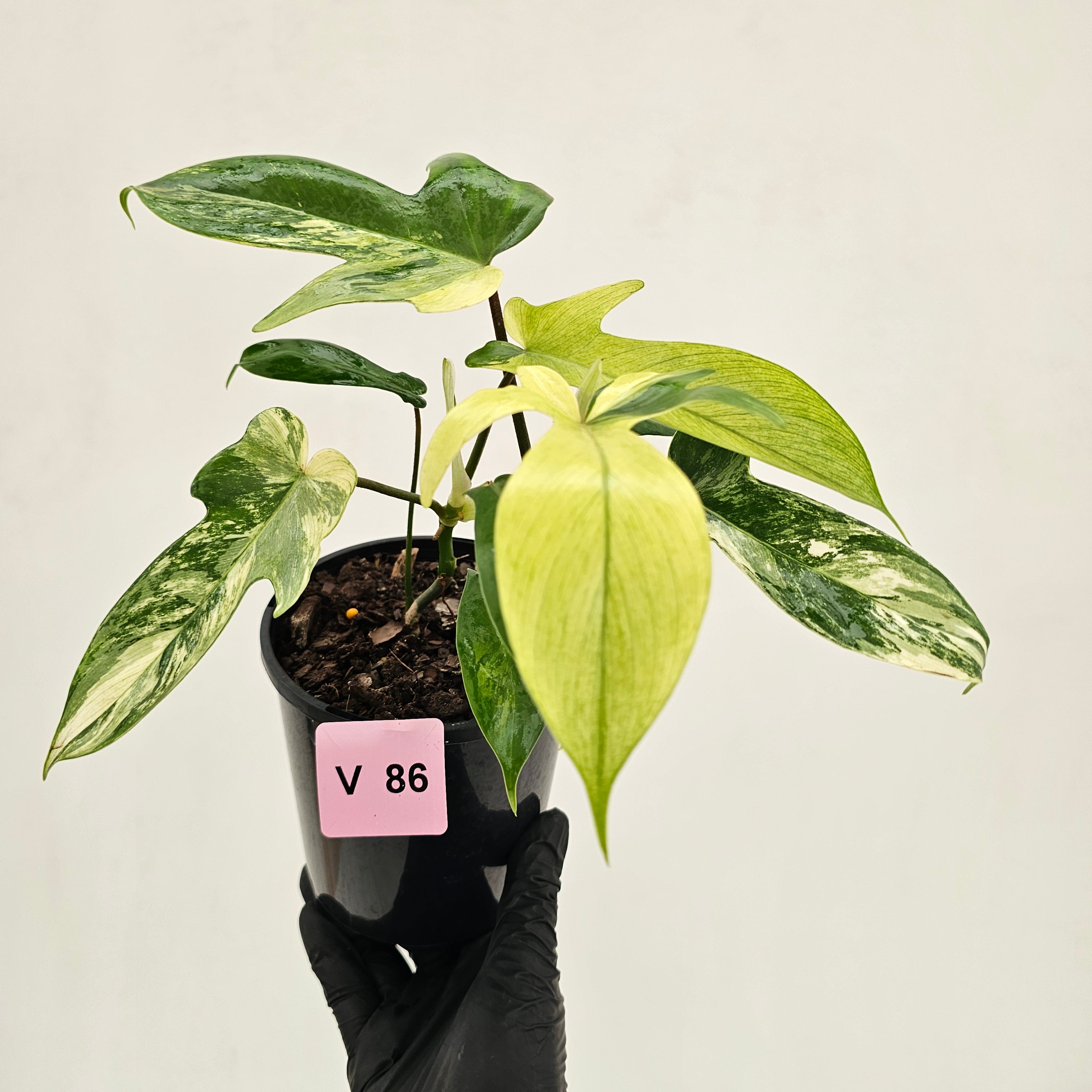 Philodendron pedatum 'Florida Beauty'