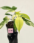 Philodendron pedatum 'Florida Beauty'