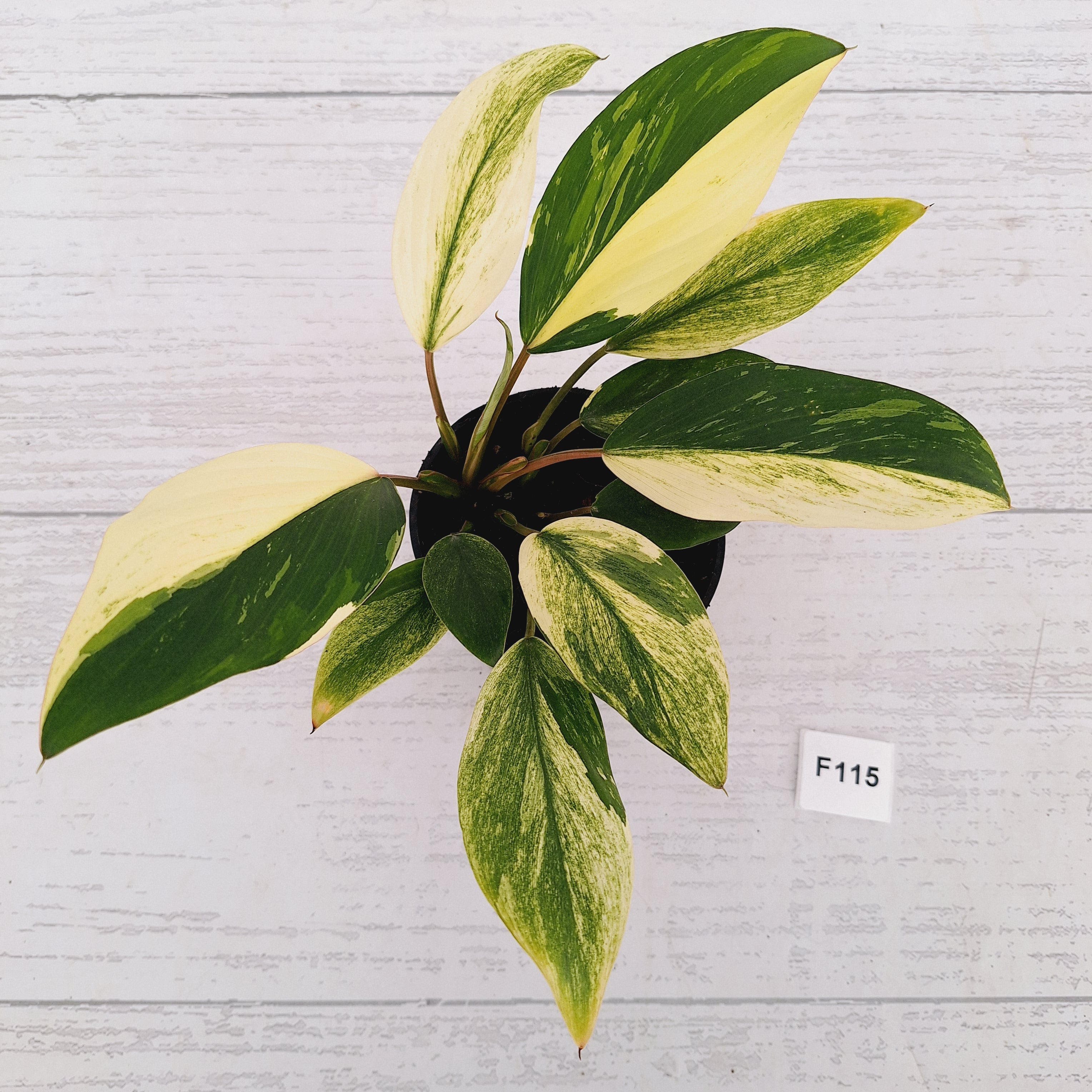 Homalomena Tropical Green Variegata -sale