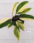 Homalomena Tropical Green Variegata -sale