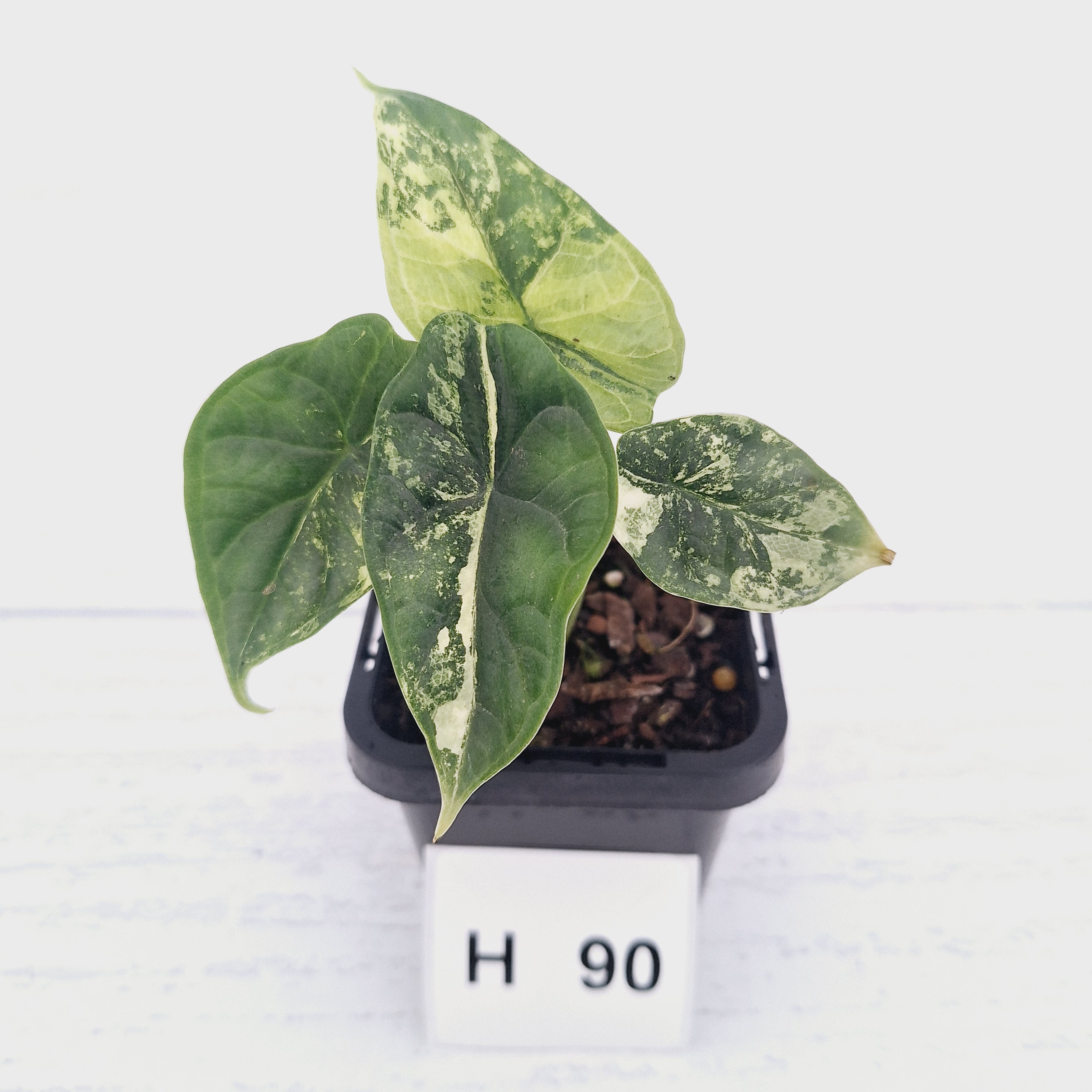 Alocasia Dragon Scale 'Marble' Variegata