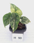 Alocasia Dragon Scale 'Marble' Variegata